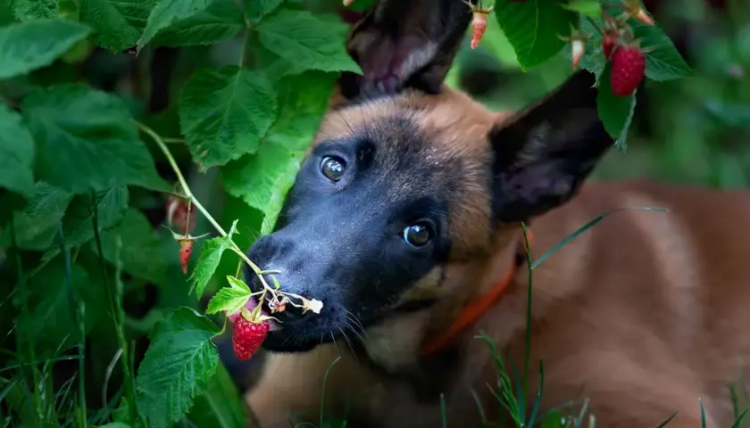 Szczeniak belgijskiego owczarka malinois próbuje maliny prosto z krzaka. Czy pies może jeść maliny? Ten maluch zdaje się być zachwycony!