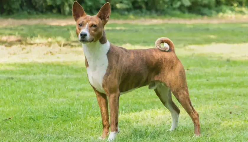 Elegancki basenji pies o pręgowanym umaszczeniu stoi na zielonej trawie, z charakterystycznie zakręconym ogonem.