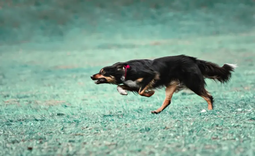 Zoomies u psa - Kiedy to zabawa, a kiedy sygnał ostrzegawczy?
