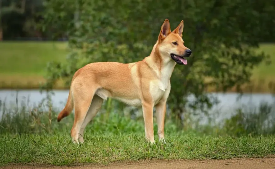 Carolina Dog - Czy ten pierwotny pies jest dla Ciebie?