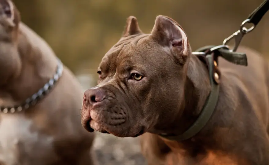 Pit bull terrier - Charakter, wychowanie, życie w Polsce. Prawda!