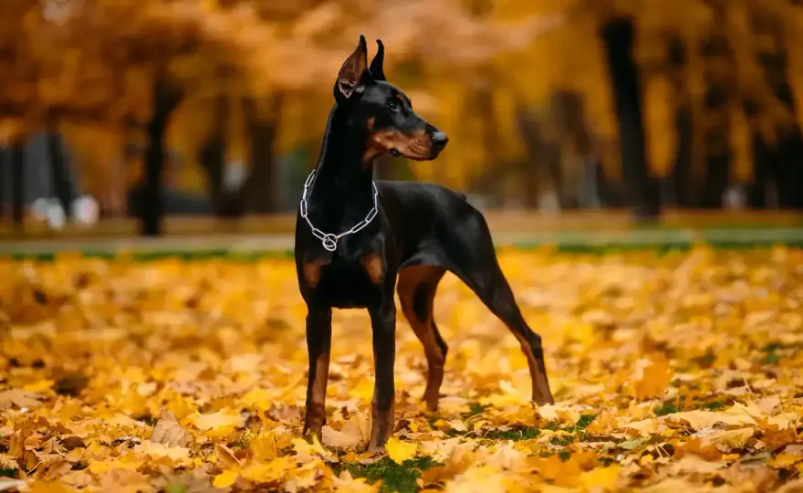 Uszy dobermana - naturalne czy kopiowane? Pielęgnacja i zdrowie