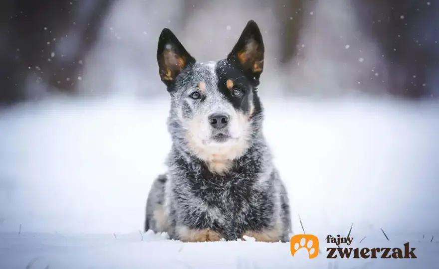 Blue Heeler – Pies tylko dla aktywnych? Poznaj prawdę!
