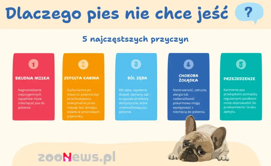 Pies nie chce jeść suchej karmy? - Rozwiąż problem!