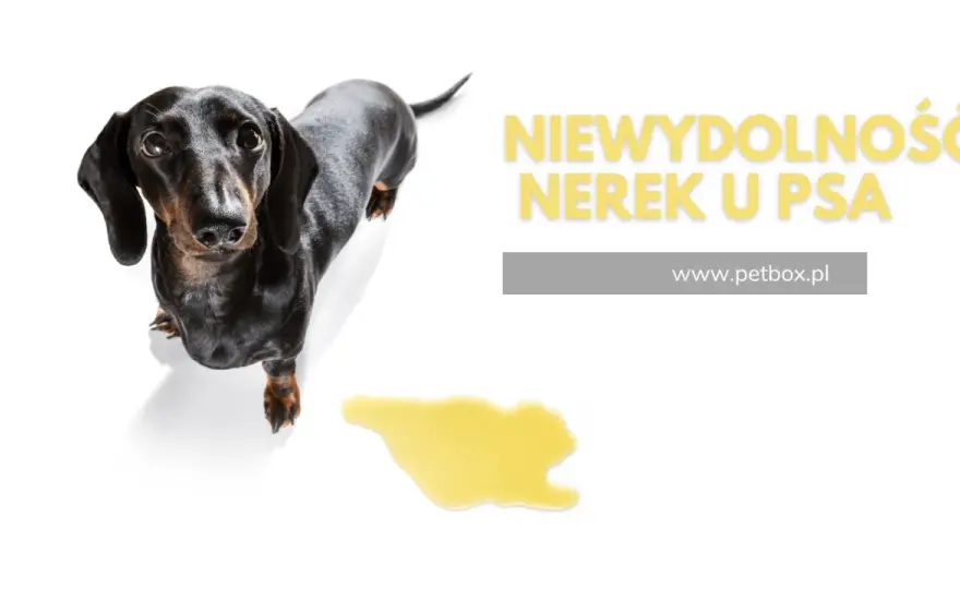 Gdzie są nerki u psa - Położenie, objawy chorób i wsparcie