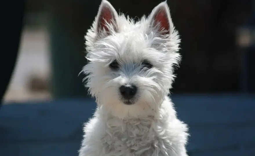 West Highland White Terrier - Charakter, pielęgnacja, zdrowie
