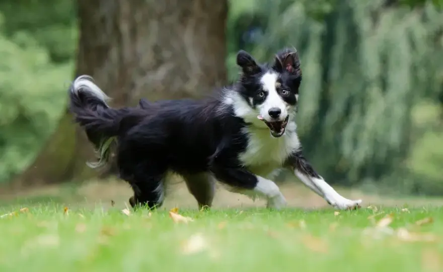 Border collie - czy to pies dla Ciebie? Poznaj całą prawdę!