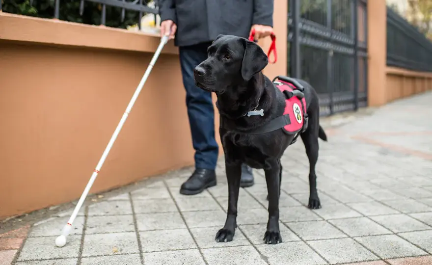 Pies przewodnik - Szkolenie, prawa, zachowanie. Poznaj fakty!