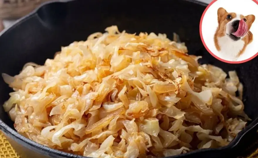 Czy pies może jeść bigos? Uważaj - to dla niego trucizna!