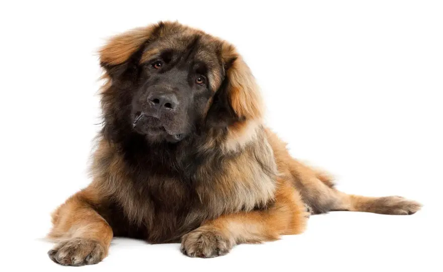 Leonberger - pies idealny? Poznaj całą prawdę!
