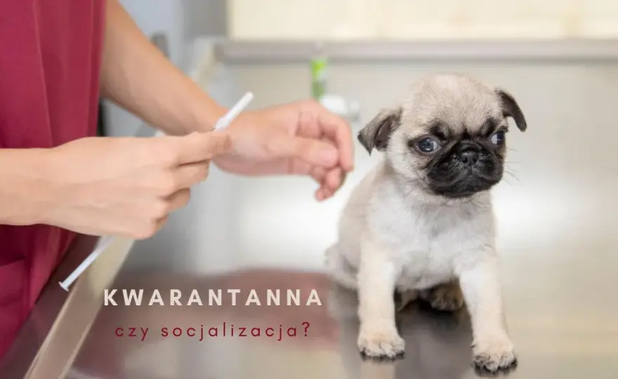 Kwarantanna szczeniaka - jak nie zepsuć socjalizacji?