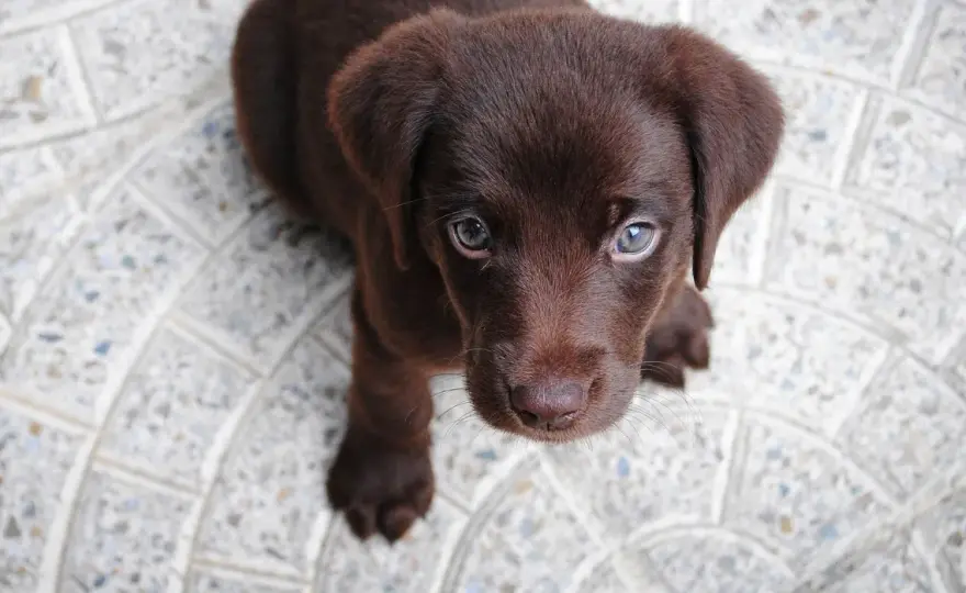 Labrador - czy to pies dla Ciebie? Poznaj prawdę!