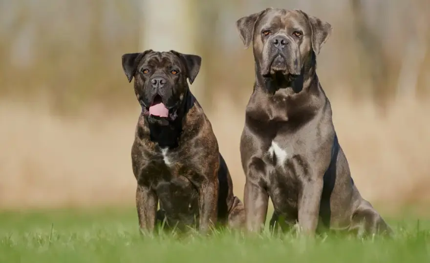 Cane corso - charakter, szkolenie i zdrowie psa