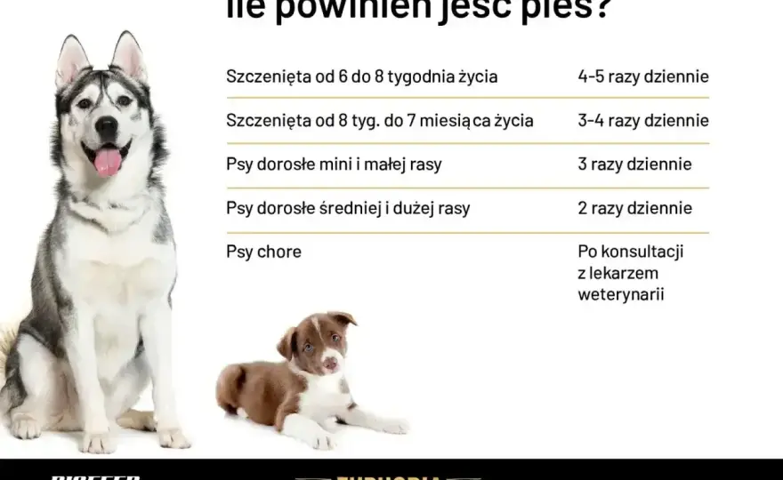Dieta dla psa - Jak karmić, by nie szkodzić? Poradnik