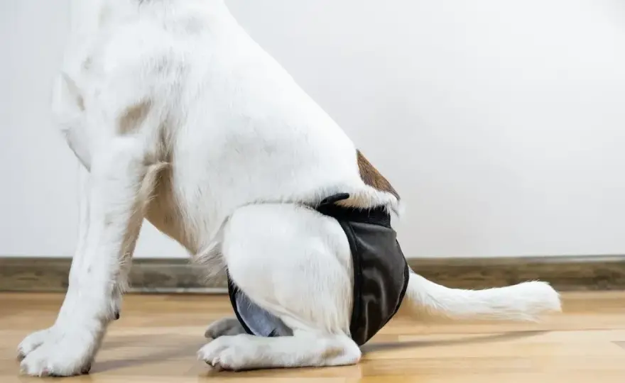 Cieczka u suki - objawy, opieka i kiedy do weterynarza?