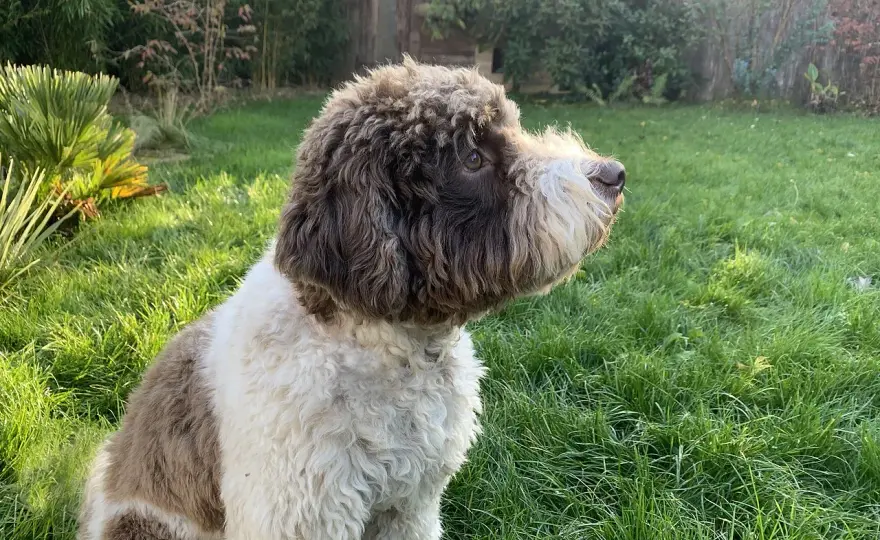 Lagotto Romagnolo - Temperament, szkolenie i życie z psem