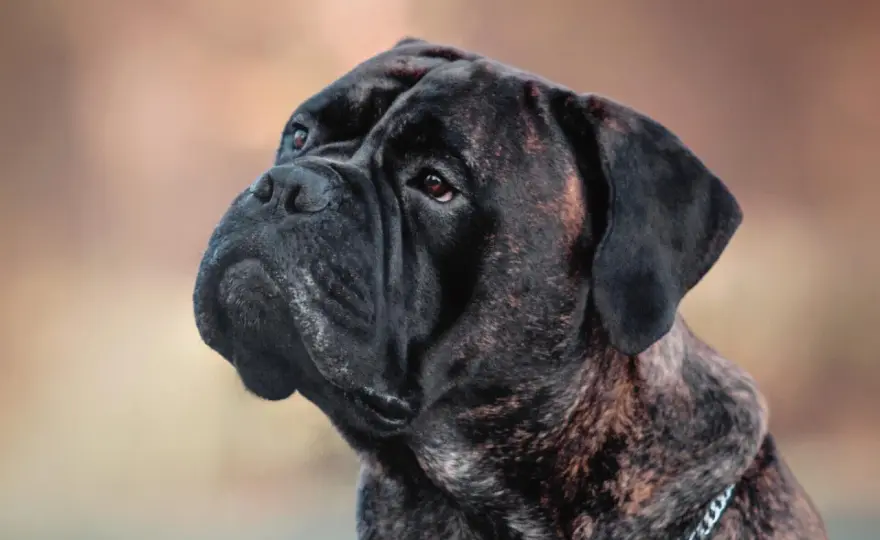 Bullmastiff - Agresywny czy lojalny? Prawda o rasie