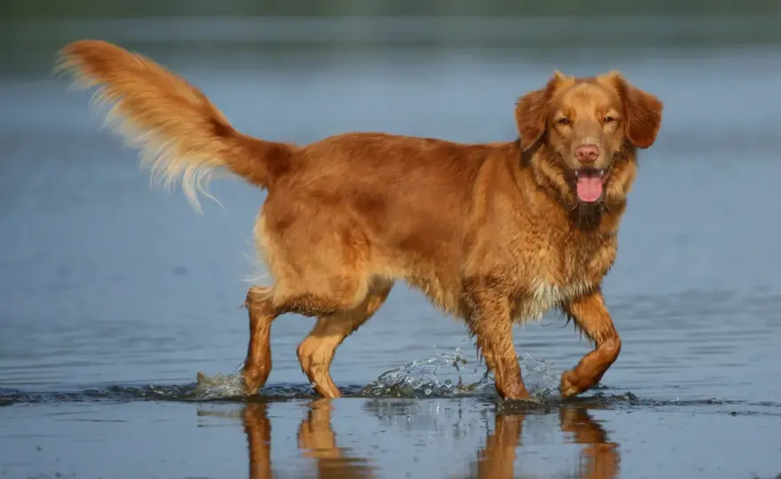 Toller - Nova Scotia Duck Tolling Retriever: Czy to pies dla Ciebie?