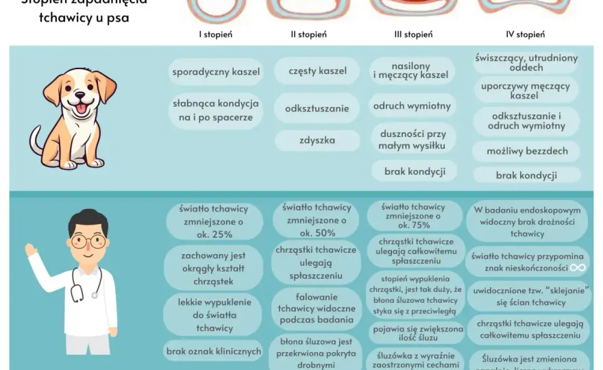 Zapadanie tchawicy u psa - objawy, przyczyny i jak pomóc