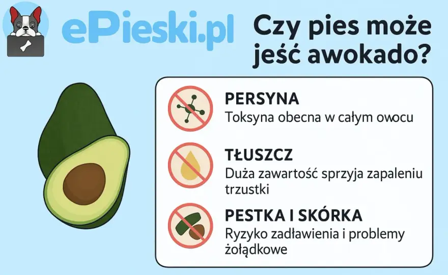 Czy pies może jeść awokado? Prawda o zagrożeniach!