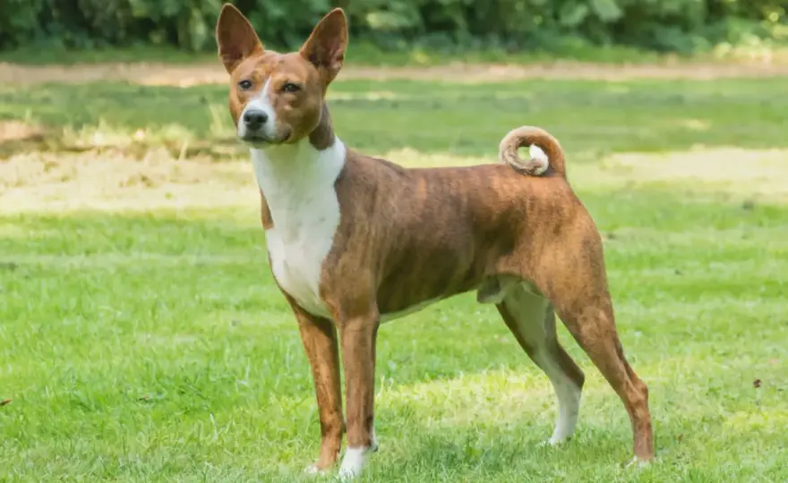 Basenji - charakter, pielęgnacja i szkolenie. Czy to pies dla Ciebie?