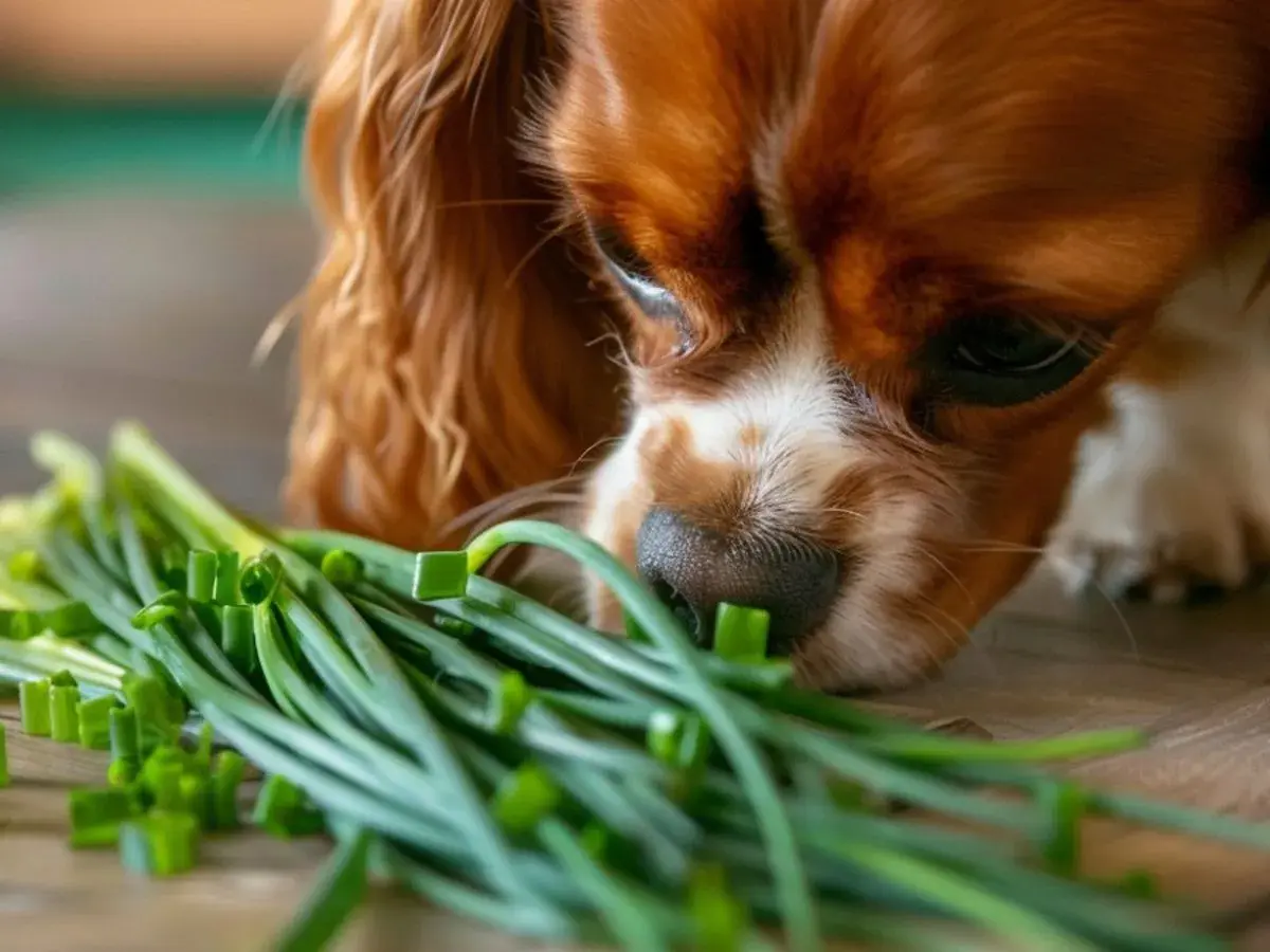 Cavalier King Charles Spaniel wącha szczypiorek. Czy pies może jeść szczypiorek? To pytanie zadaje sobie wielu właścicieli czworonogów.