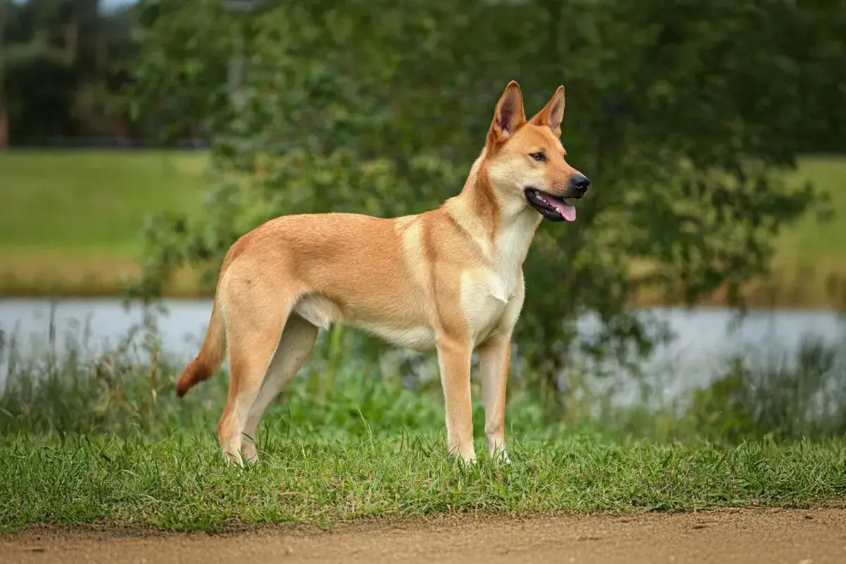 Elegancki carolina dog stoi na trawie, z pyszczkiem lekko otwartym, w tle jezioro i drzewa.