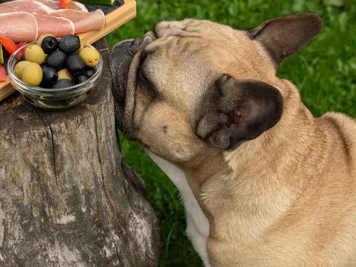 Buldog francuski wącha miseczkę z oliwkami. Czy pies może jeść oliwki? To pytanie zadaje sobie wielu właścicieli czworonogów.