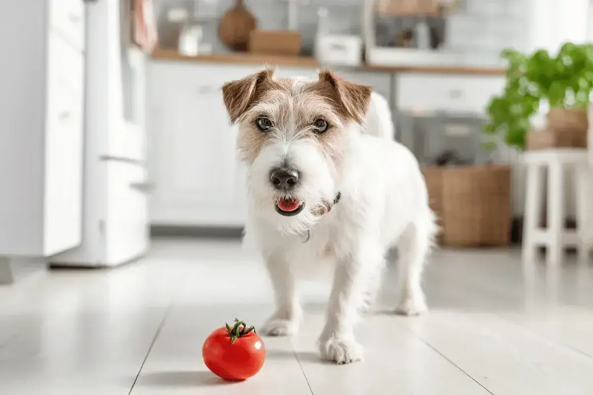 Czy pies może jeść pomidory? Uroczy piesek w kuchni patrzy na czerwonego pomidora, zastanawiając się nad jego smakiem.