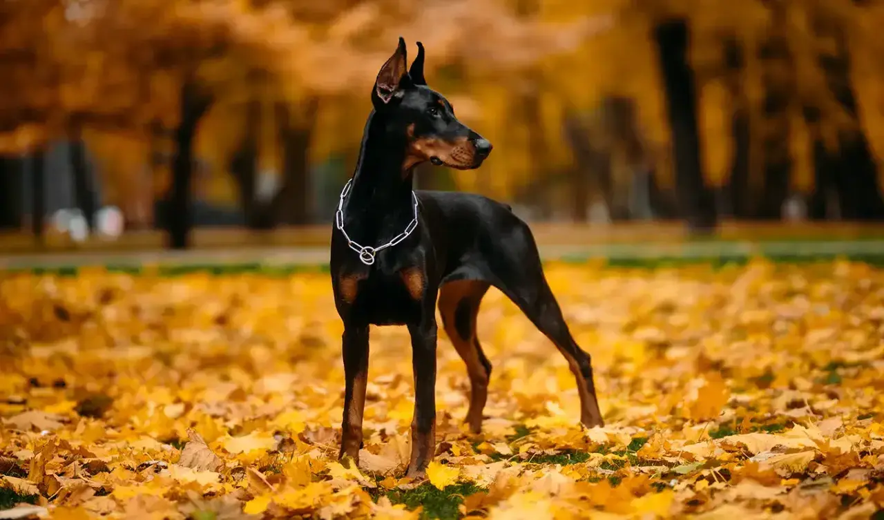 Elegancki doberman z wyprostowanymi uszami stoi na tle jesiennych liści.