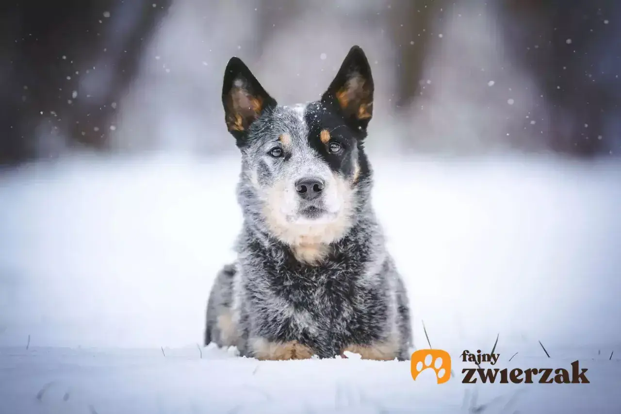 Przystojny pies blue heeler w śnieżnej scenerii. Jego spojrzenie jest czujne, a futro idealnie wtapia się w zimowy krajobraz.