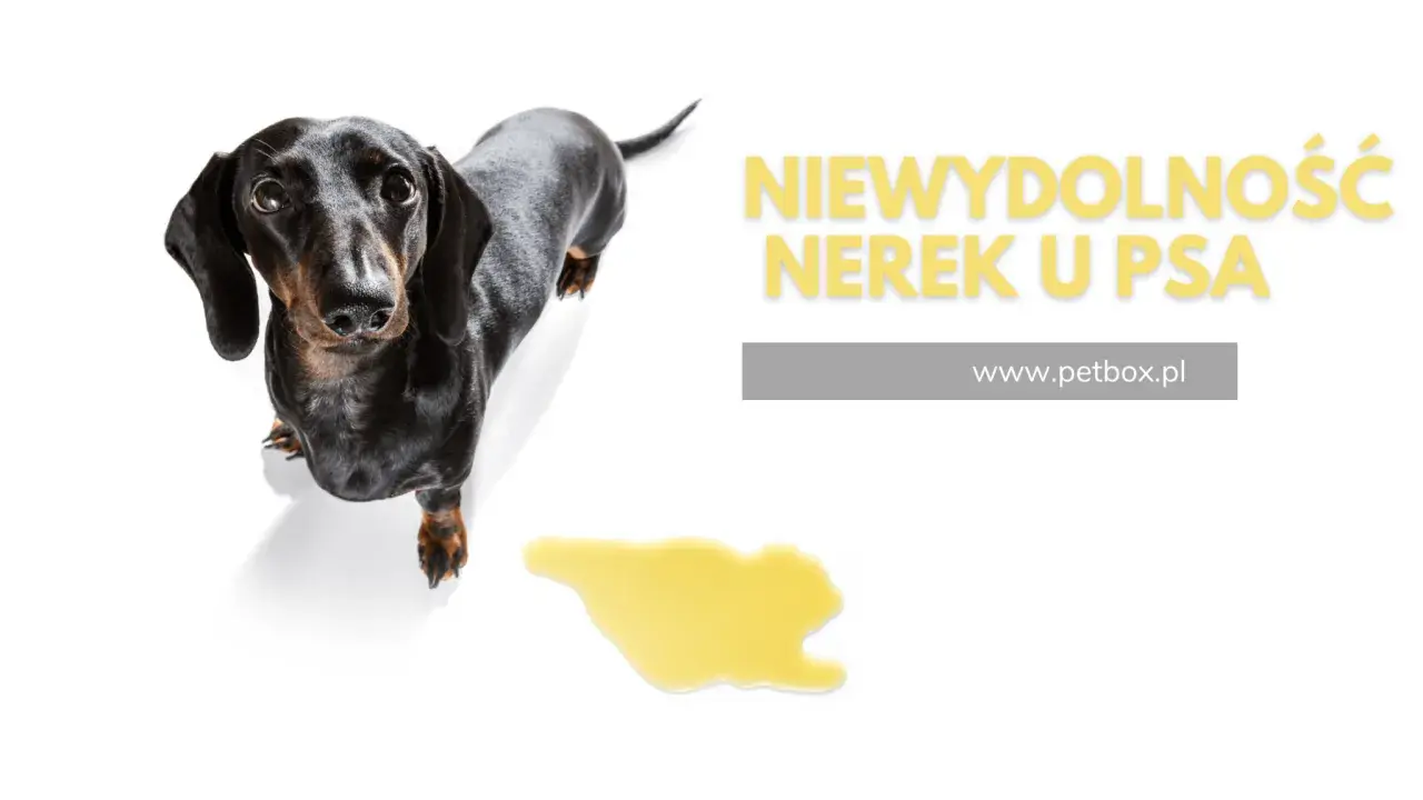 Czarny jamnik na białym tle, obok kałuża. Tekst: "Niewydolność nerek u psa". Gdzie są nerki u psa?