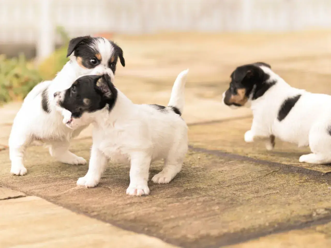 Trzy szczenięta Jack Russell Terrier uczą się chodzić, bawiąc się na zewnątrz.