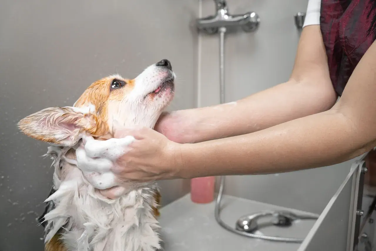 Szczeniak w pianie, myty przez człowieka. Kiedy można kąpać szczeniaka? Gdy jest brudny i potrzebuje odświeżenia.
