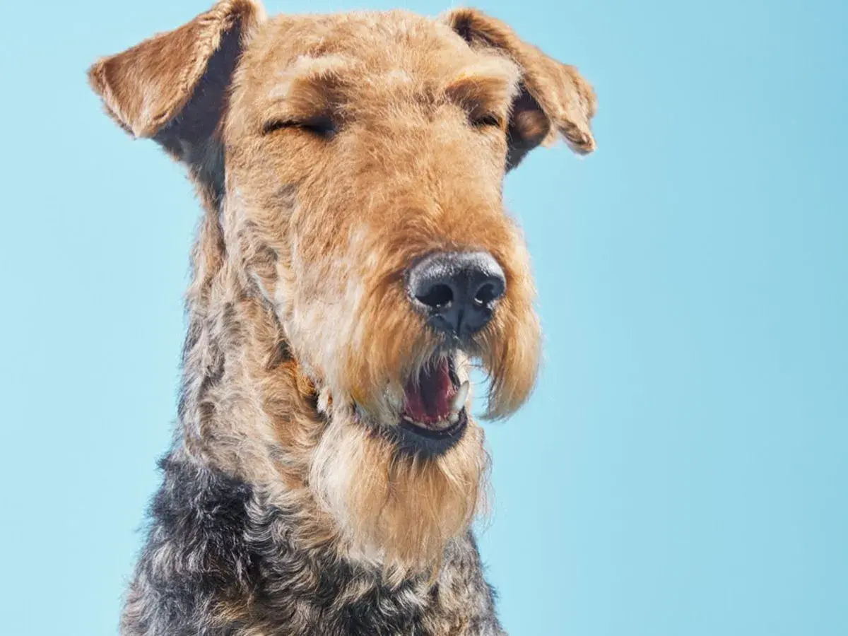 Airedale terrier z zamkniętymi oczami i otwartym pyskiem, wygląda jakby miał kichanie wsteczne u psa.
