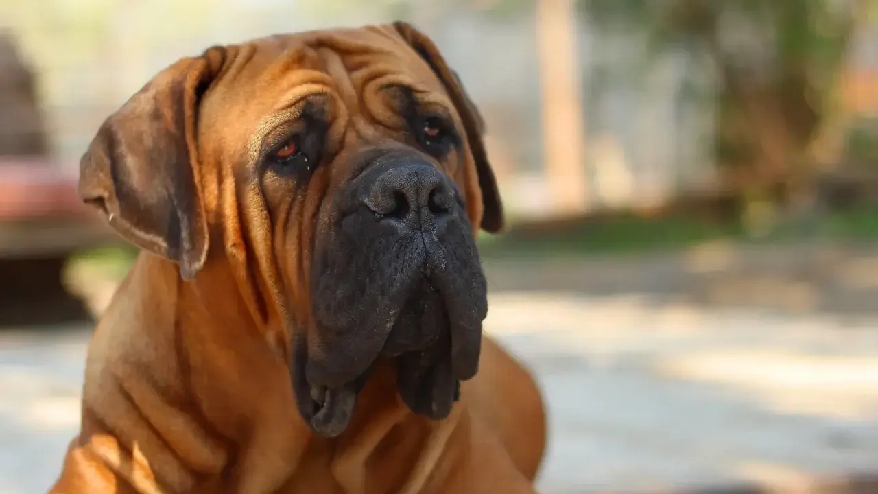 Duży brązowy pies rasy boerboel z pomarskowanym pyskiem i łagodnym spojrzeniem.
