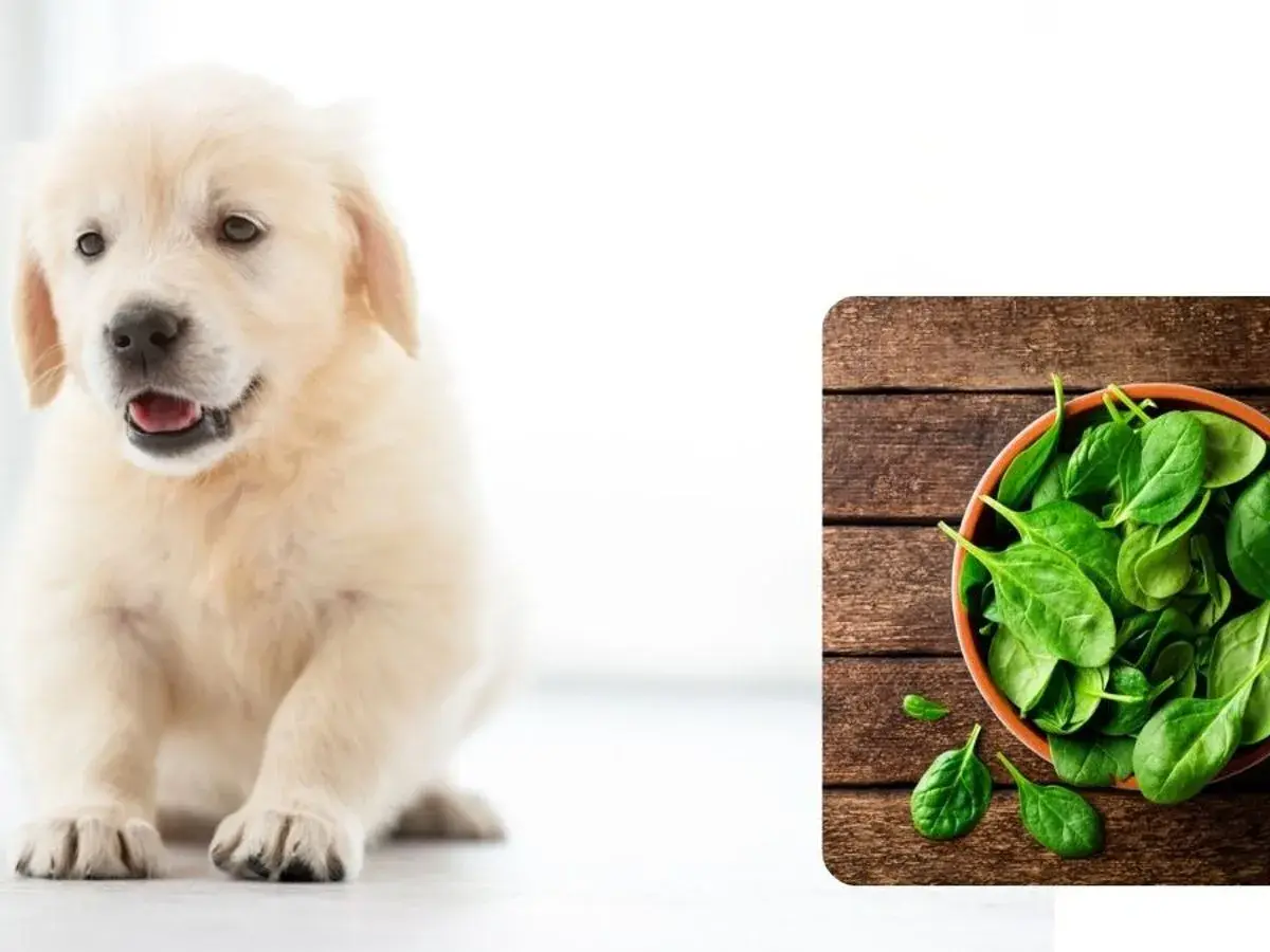 Uroczy szczeniak golden retrievera zastanawia się, czy pies może jeść szpinak. Obok miska pełna świeżego szpinaku.