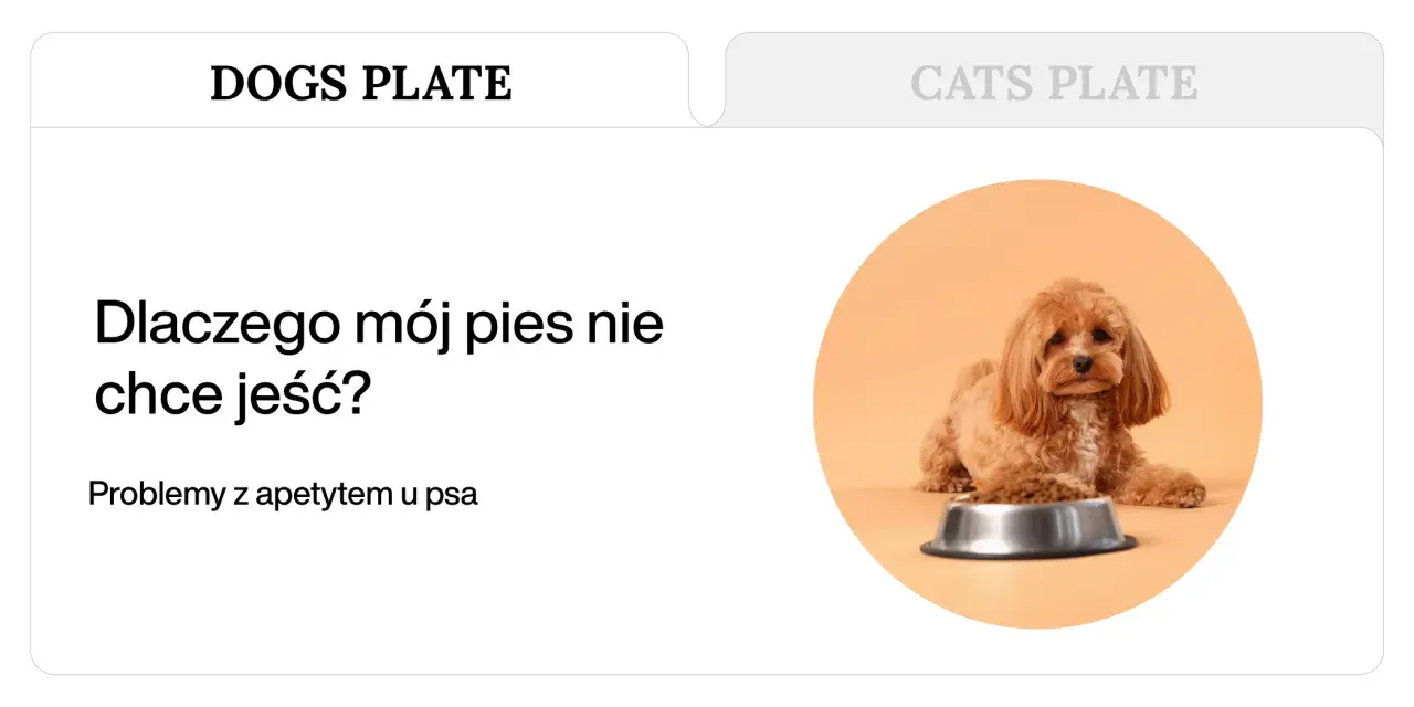Uroczy piesek obok miski z karmą. Szukasz domowych sposobów na brak apetytu u psa?