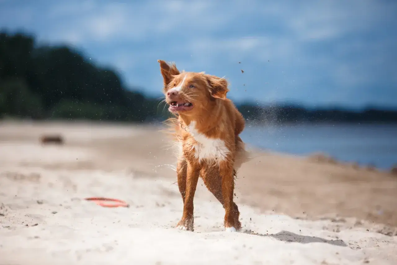 Rudy pies na plaży otrzepuje się z piasku i wody, bo właśnie wyszedł z jeziora.