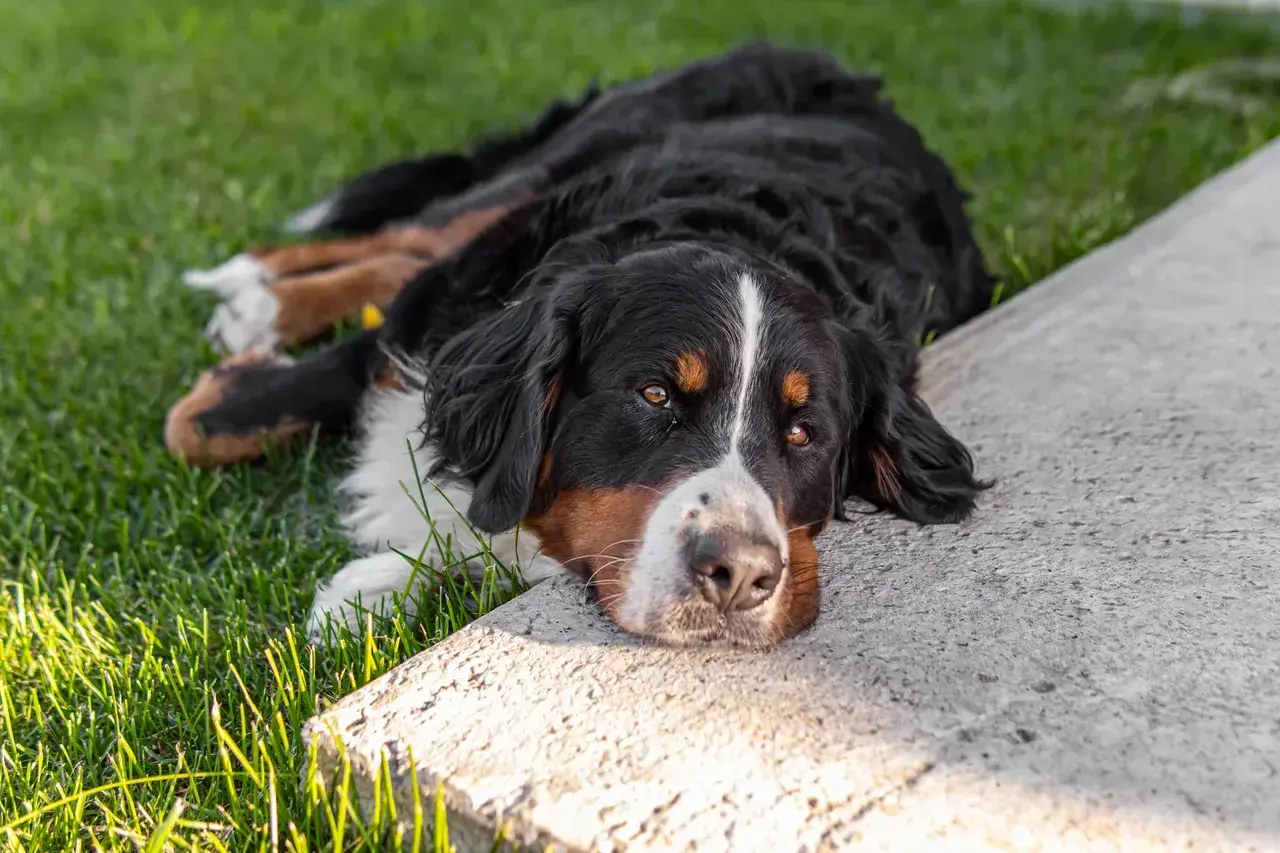 Bernese mountain dog leży na trawie, odpoczywając. Pamiętaj, że ksylitol dla psa jest toksyczny!