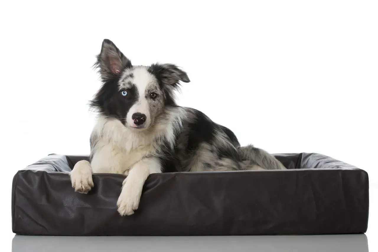 Pies rasy border collie z heterochromią, leżący w brązowym legowisku. Czy pies może mieć ADHD? Ten bystry piesek z pewnością ma mnóstwo energii!