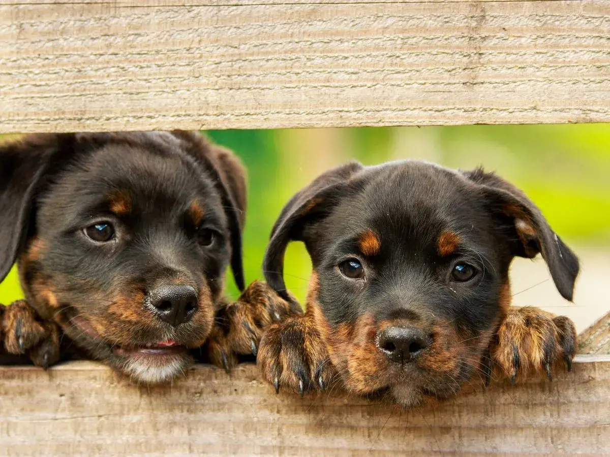 Dwa urocze szczenięta Rottweilera zaglądają przez drewniane deski. Szukają inspiracji na najładniejsze imiona dla psa samca.