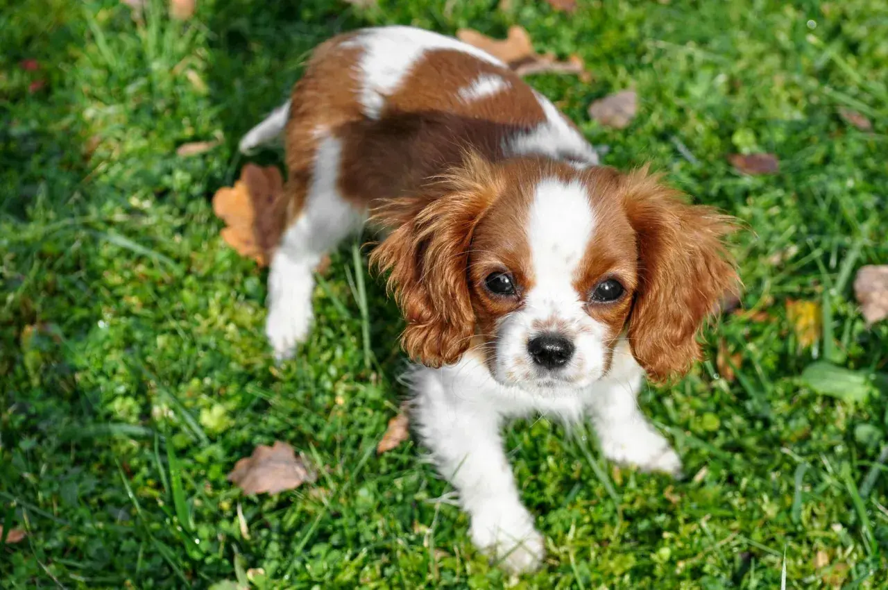 Uroczy piesek rasy Cavalier King Charles Spaniel, o brązowo-białym umaszczeniu, siedzi na trawie.