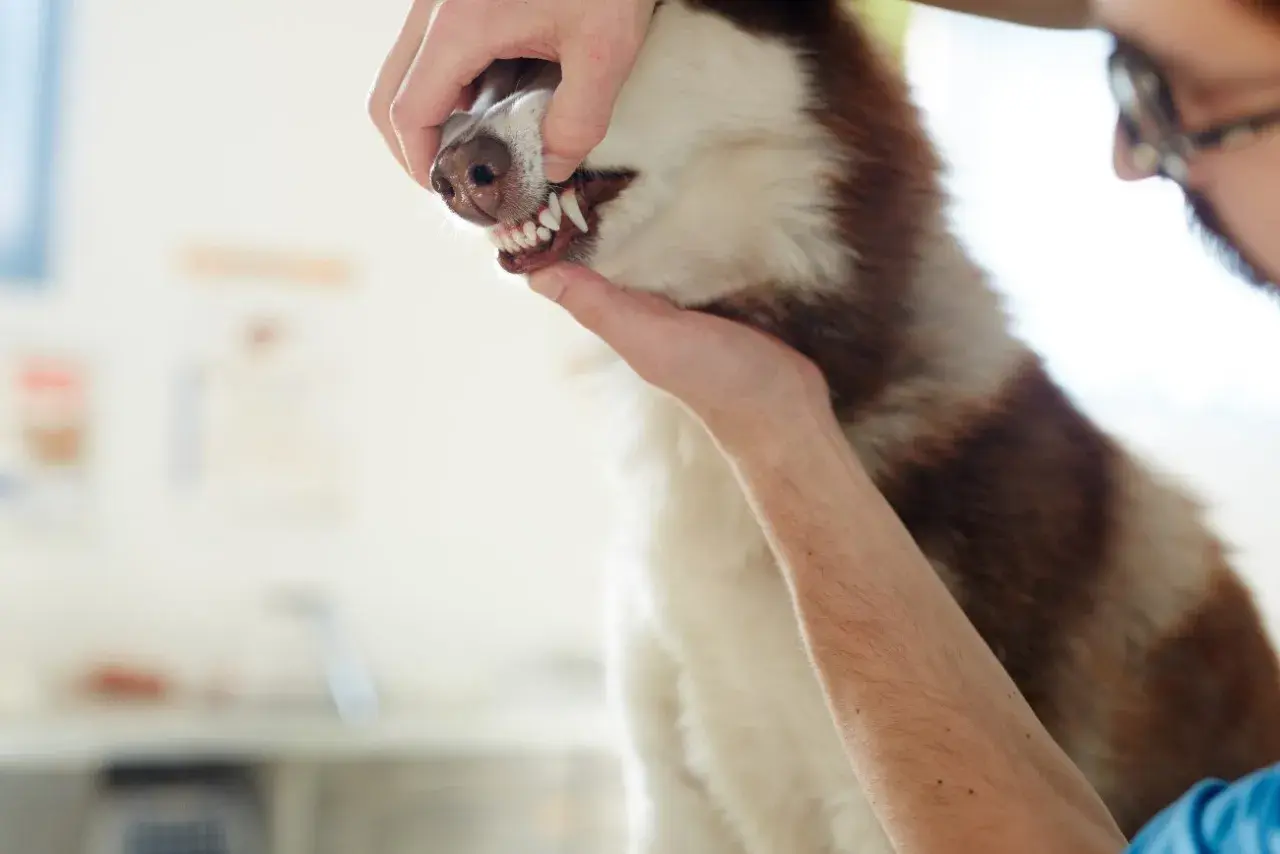 Weterynarz bada blade dziąsła u psa rasy husky. Pies ma biało-brązowe futro.