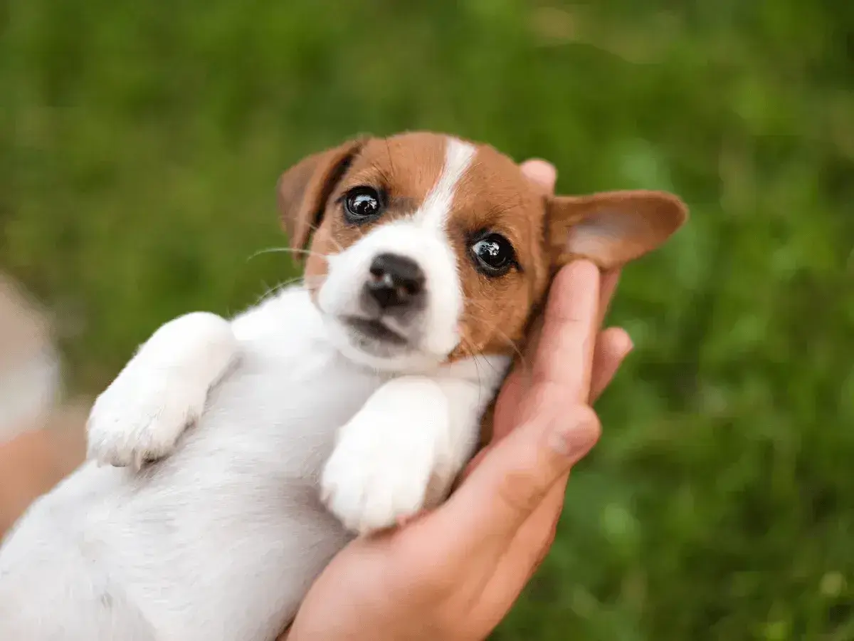 Uroczy szczeniak Jack Russell w dłoniach, idealny kandydat na imię dla szczeniaka.