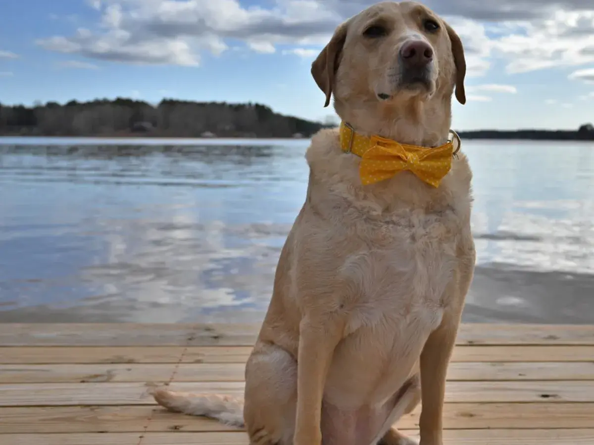 Labrador w żółtej muszce siedzi na drewnianym pomoście nad jeziorem.