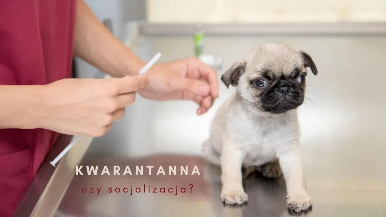 Mały mopsik na stole weterynaryjnym, obok ręce przygotowujące zastrzyk. Czy to kwarantanna szczeniaka, czy czas na socjalizację?