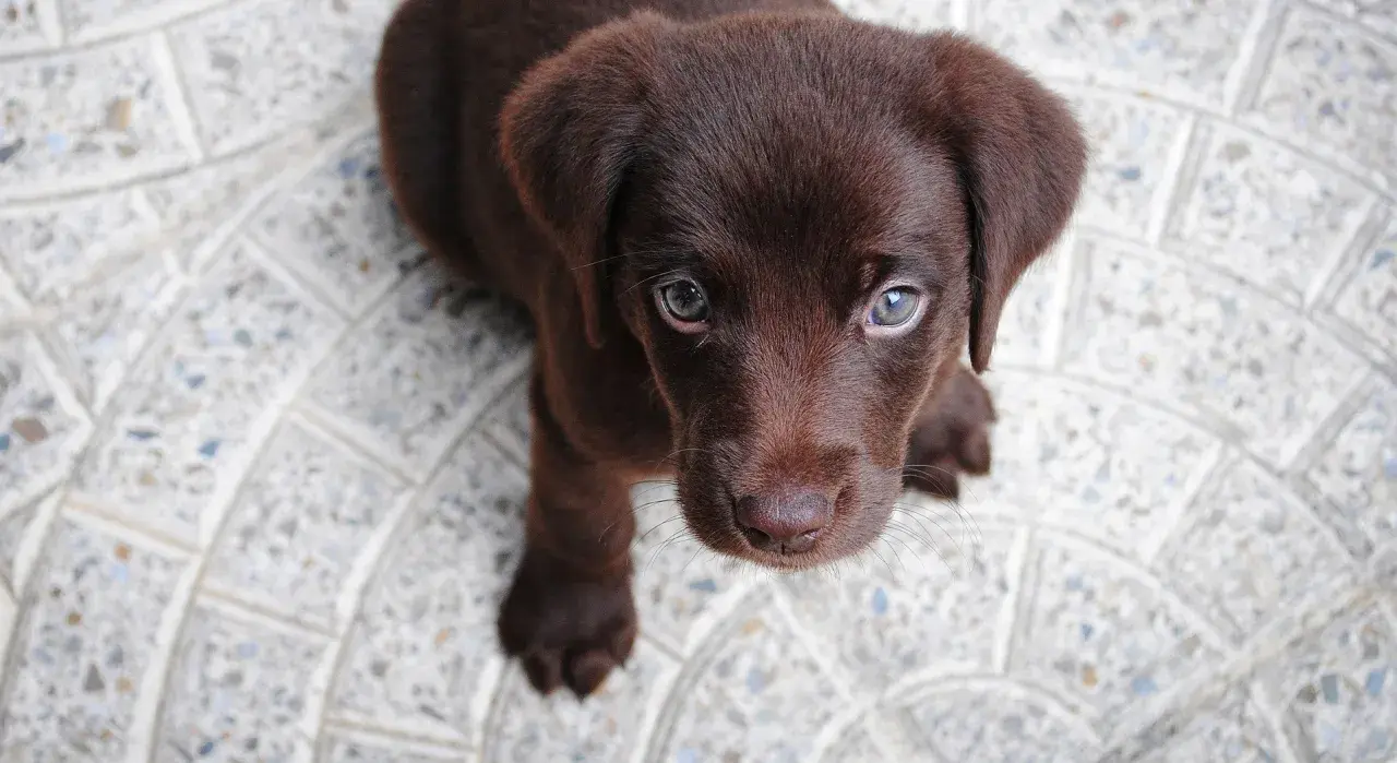 Uroczy, brązowy piesek labrador patrzy w górę z nadzieją.