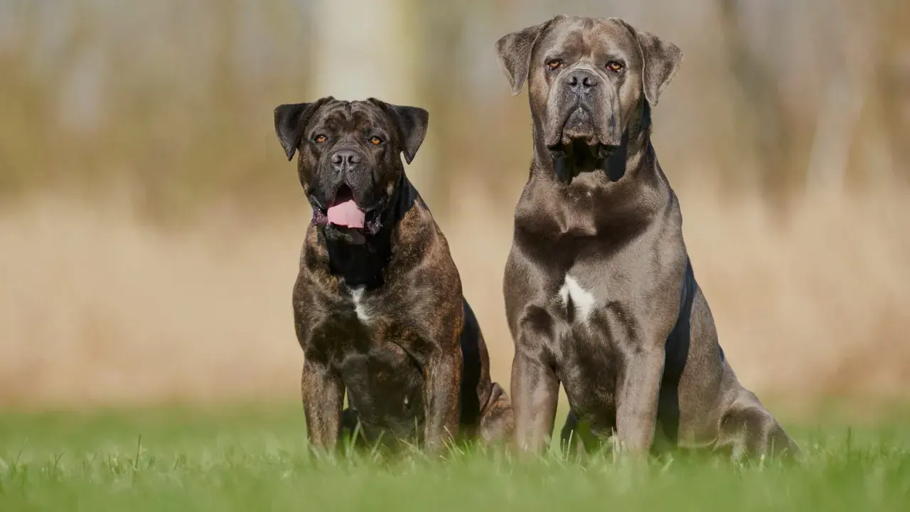 Dwa potężne psy rasy cane corso siedzą na trawie. Jeden jest pręgowany, drugi szary.
