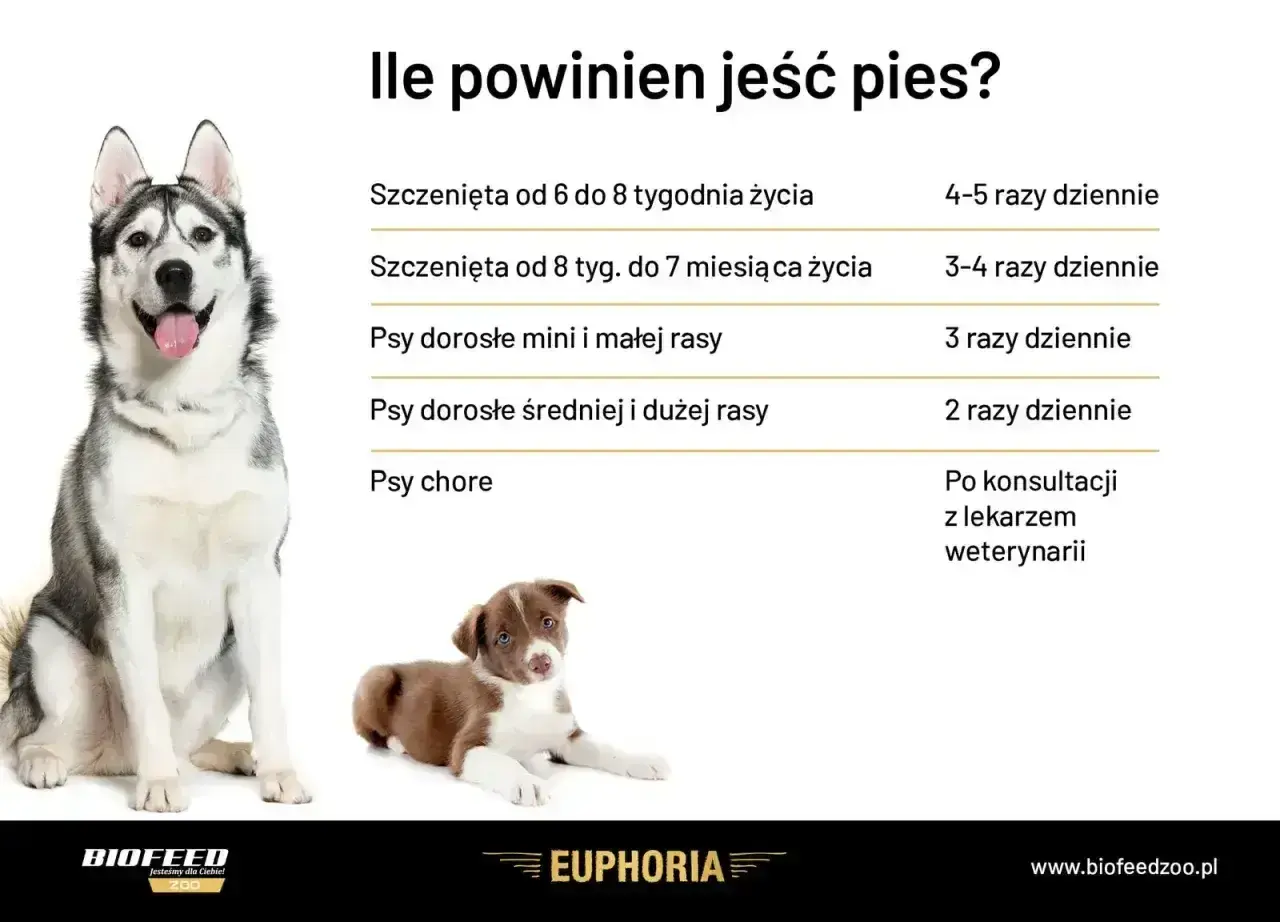 Tabela z zaleceniami dotyczącymi karmienia psów. Dowiedz się, jaka dieta dla psa jest najlepsza w zależności od wieku i rasy.